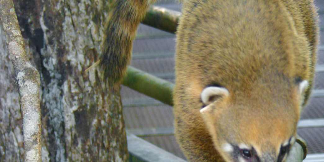 South American Coati Iguana Falls Argentina