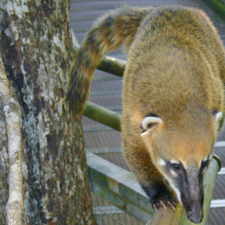 South American Coati Iguana Falls Argentina