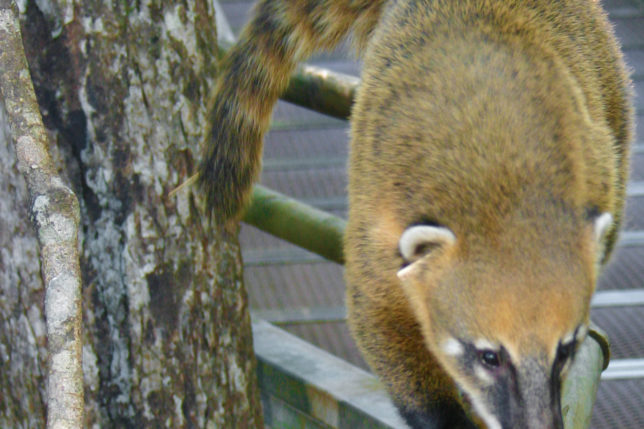 South American Coati Iguana Falls Argentina