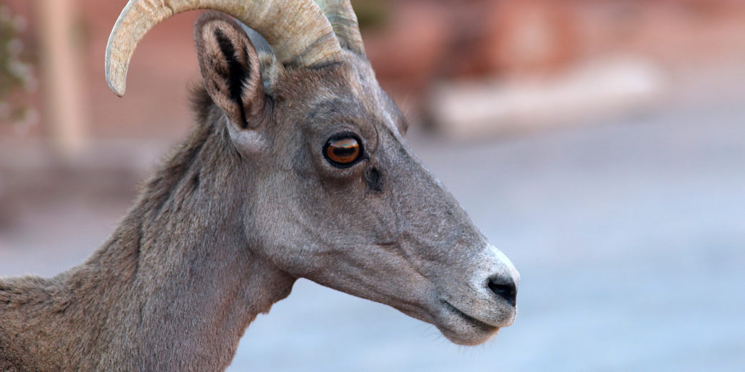 Desert Bighorn Sheep