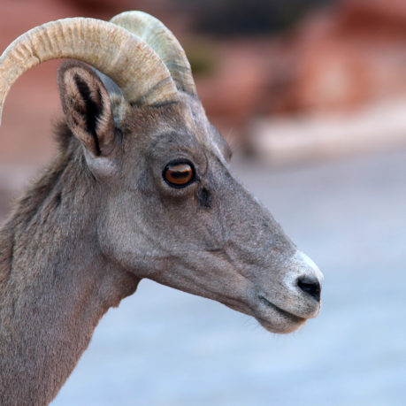 Desert Bighorn Sheep