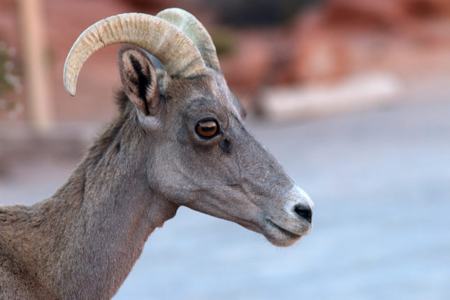 Desert Bighorn Sheep