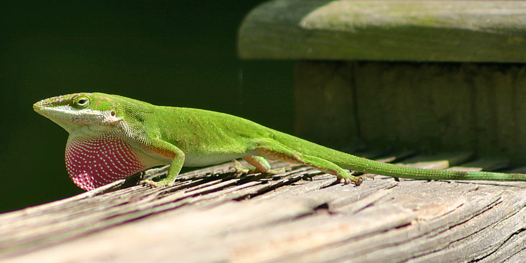 Green anole lizard