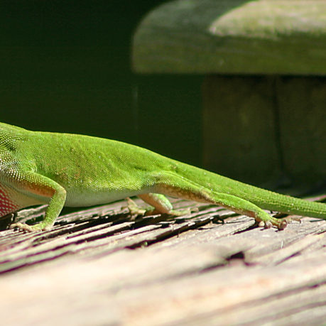 Green anole lizard
