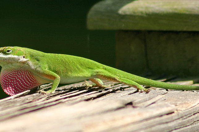 Green anole lizard