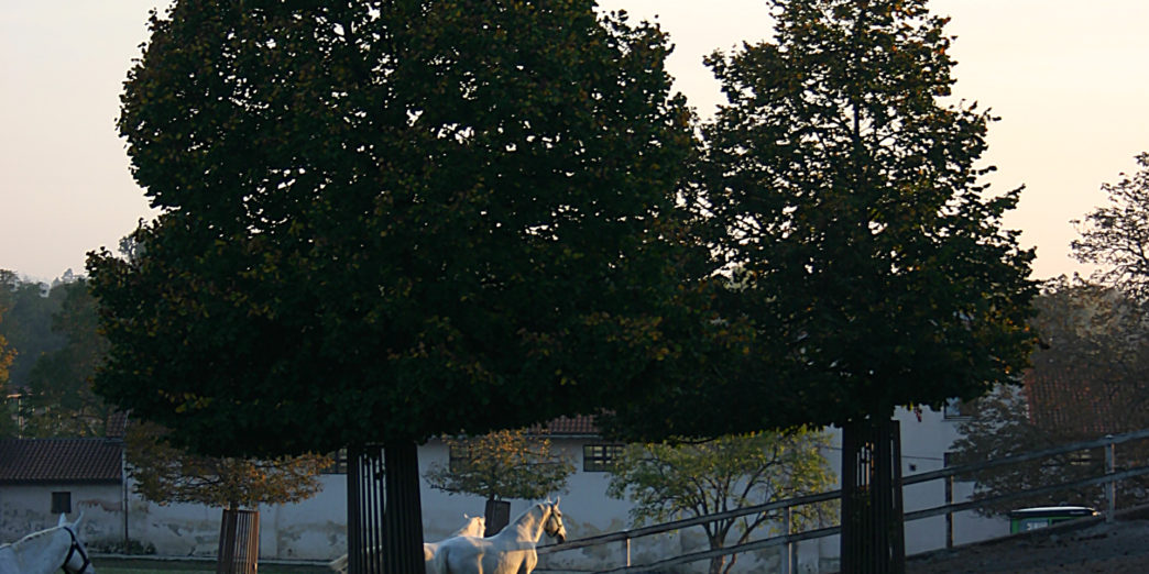 Ljubljana Slovenia horses