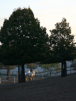 Ljubljana Slovenia horses