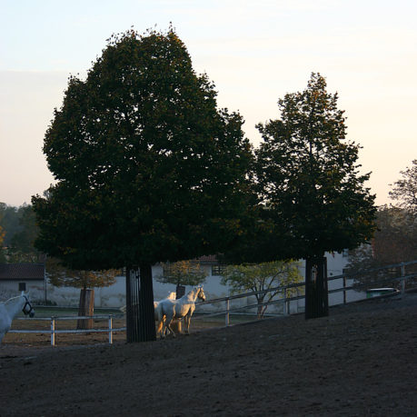 Ljubljana Slovenia horses
