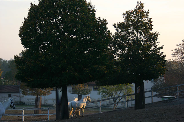 Ljubljana Slovenia horses