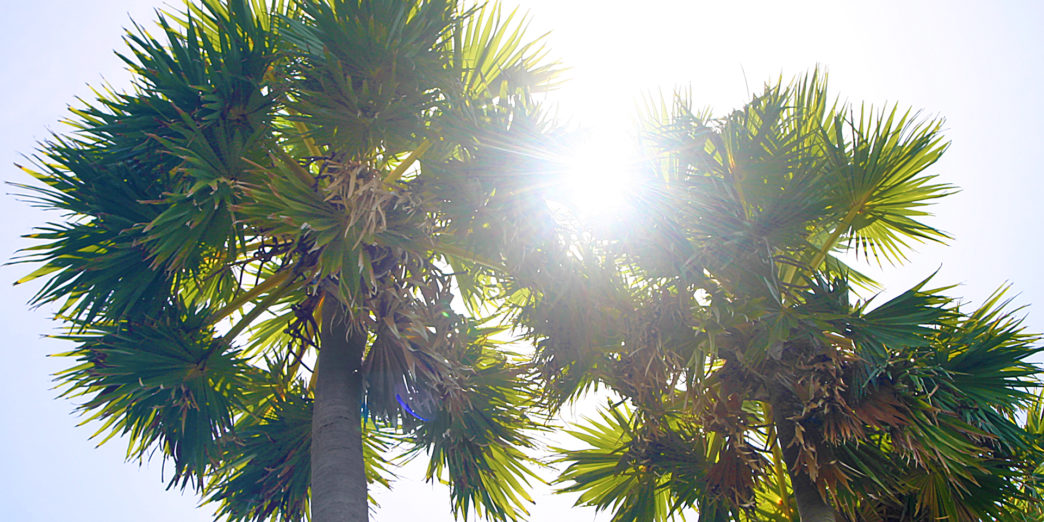 Palm Trees Sun Hilton Phuket Arcadia Resort & Spa