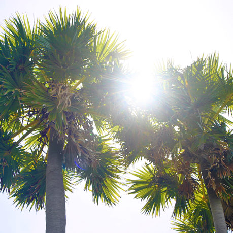 Palm Trees Sun Hilton Phuket Arcadia Resort & Spa