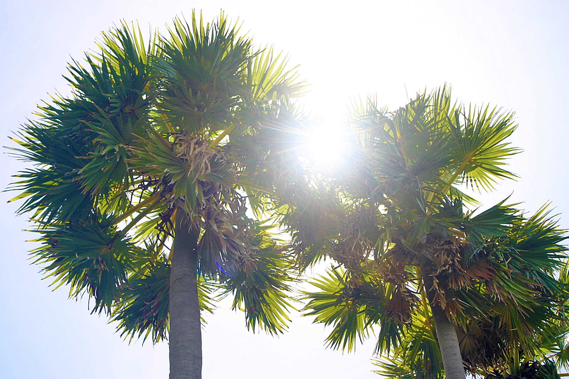 Palm Trees Sun Hilton Phuket Arcadia Resort & Spa