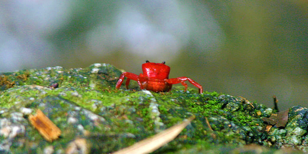 Red Land Crab Phuket Thailand