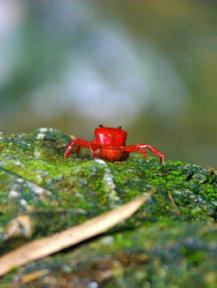 Red Land Crab Phuket Thailand