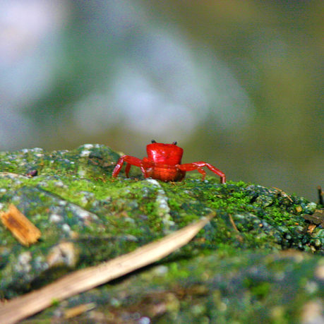 Red Land Crab Phuket Thailand