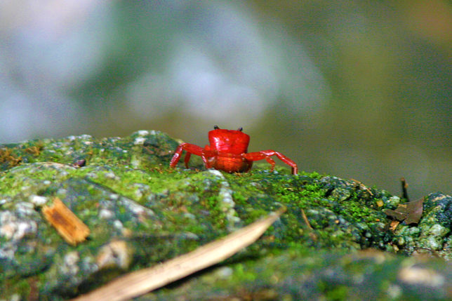 Red Land Crab Phuket Thailand