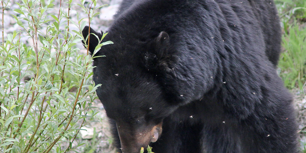 Bear Canada