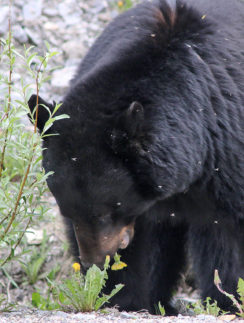 Bear Canada