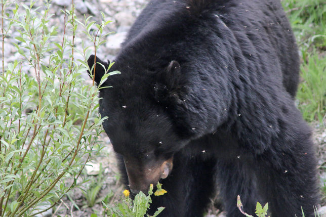 Bear Canada