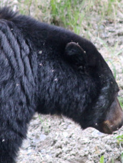 Bear Canada
