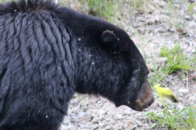 Bear Canada
