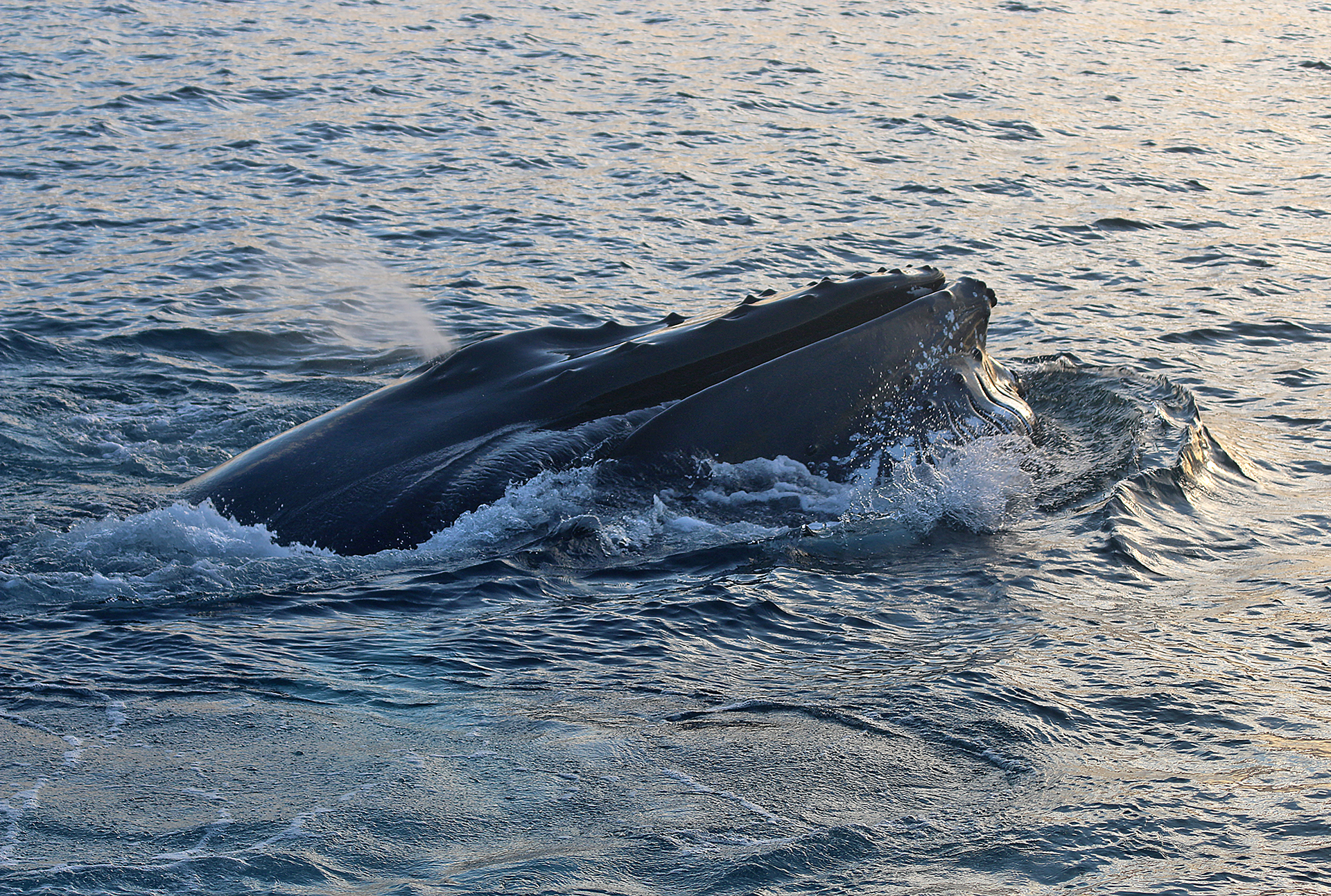 Humpback whale Iceland