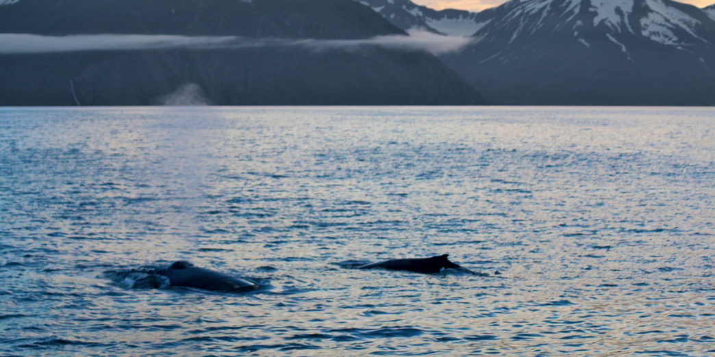 Whale watching Iceland