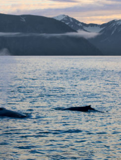 Whale watching Iceland
