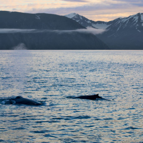 Whale watching Iceland