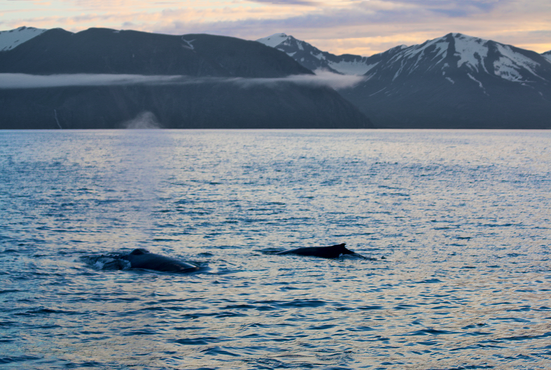 Whale watching Iceland