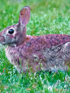 year of the rabbit