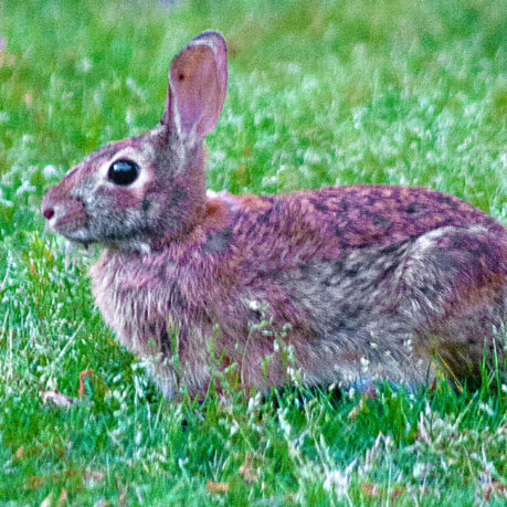 year of the rabbit