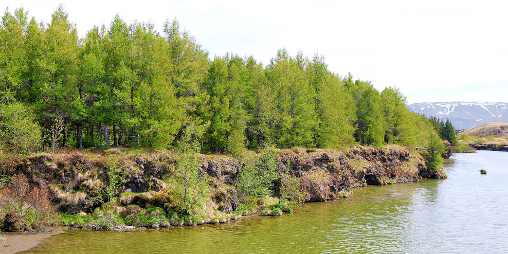 Hofði Forest nature preserve Iceland