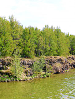 Hofði Forest nature preserve Iceland