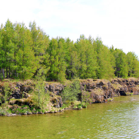 Hofði Forest nature preserve Iceland