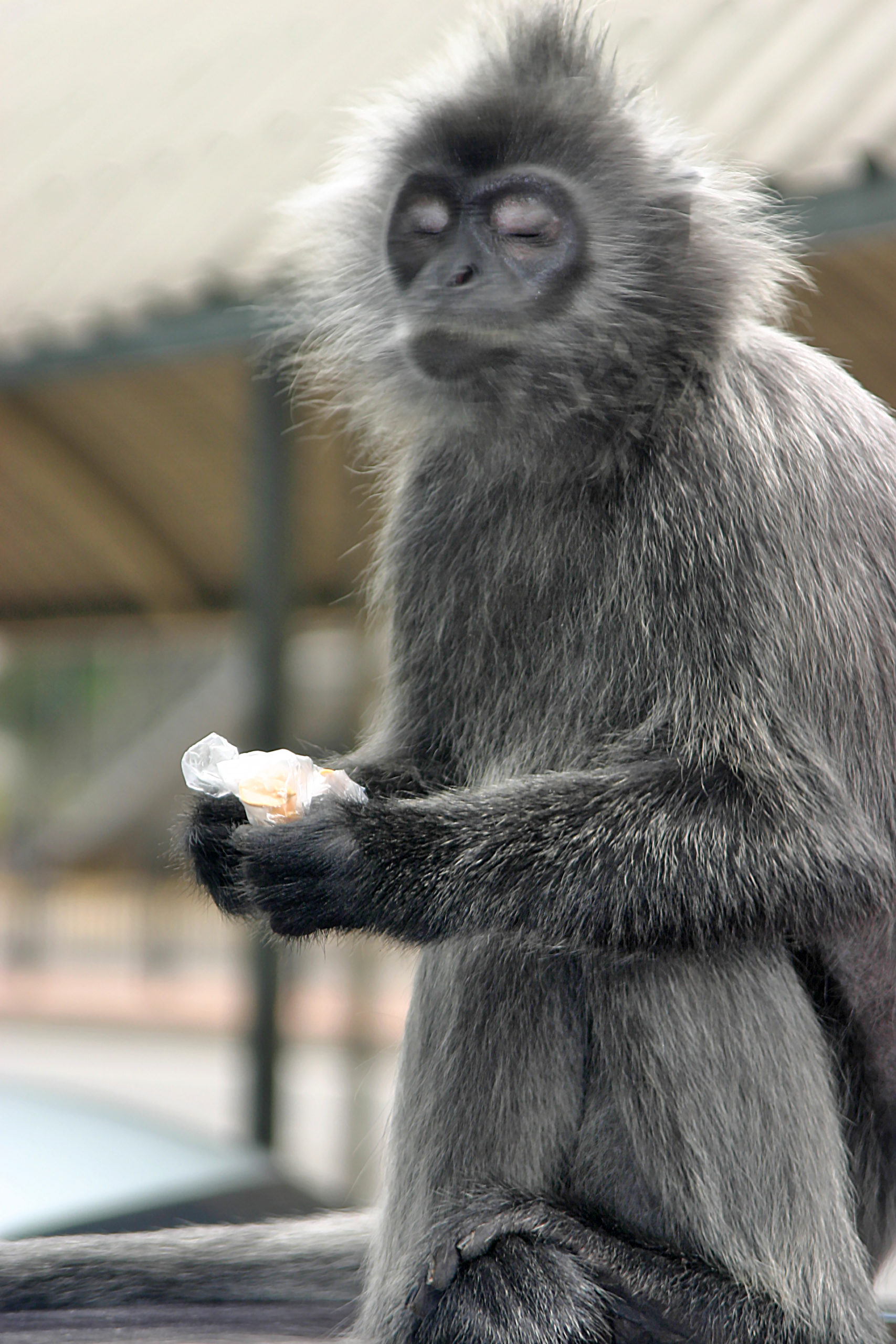 Monkey Kuala Lumpur Malaysia