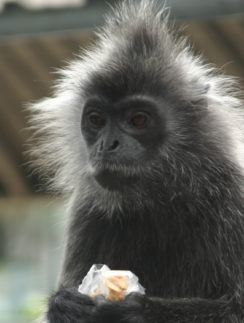 a monkey holding a piece of food
