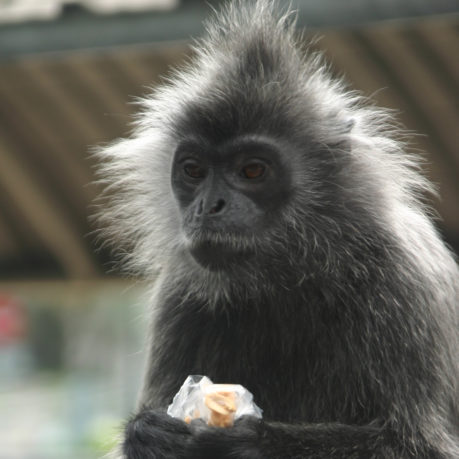 a monkey holding a piece of food