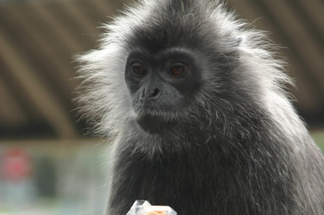 a monkey holding a piece of food