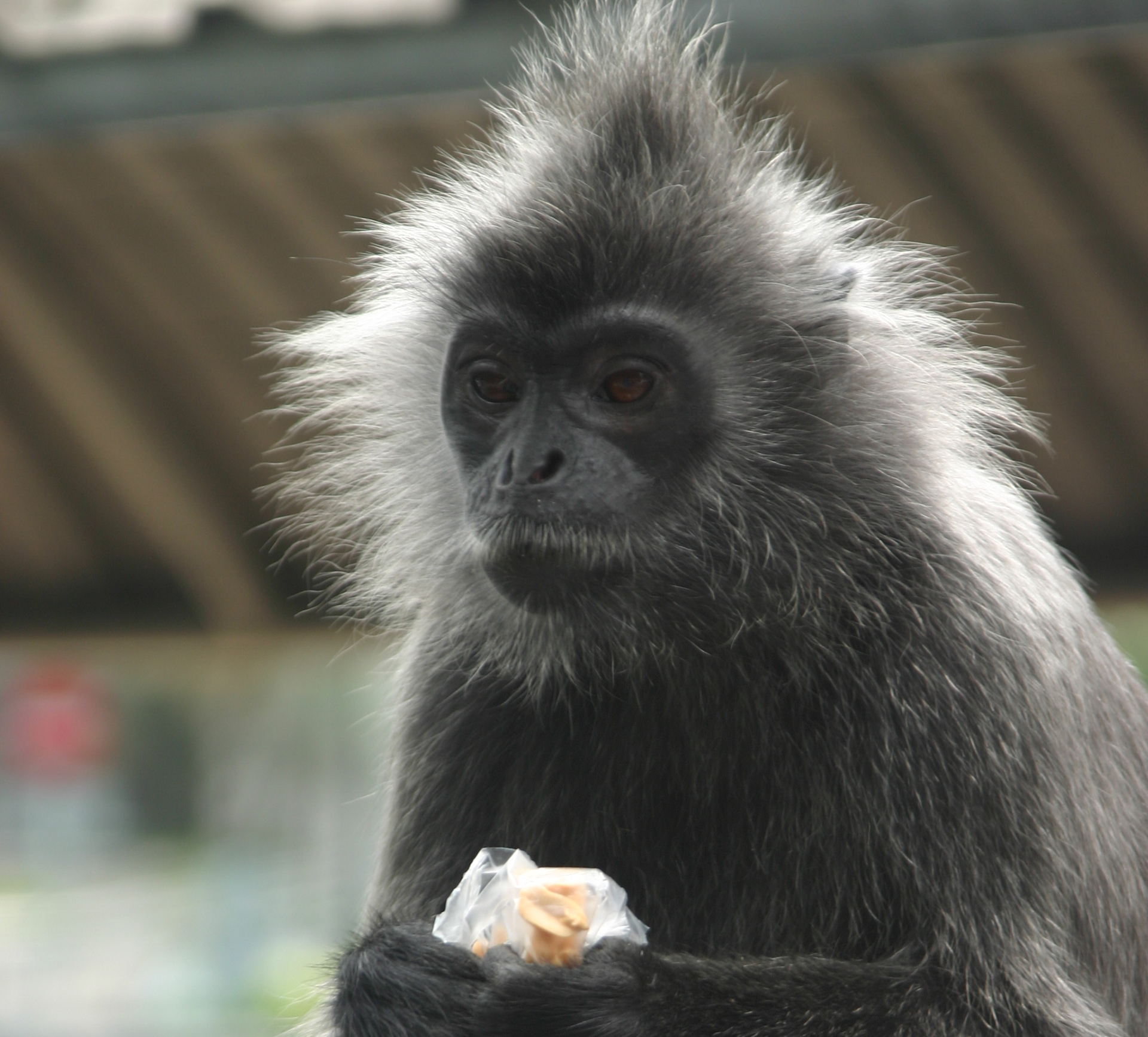 a monkey holding a piece of food