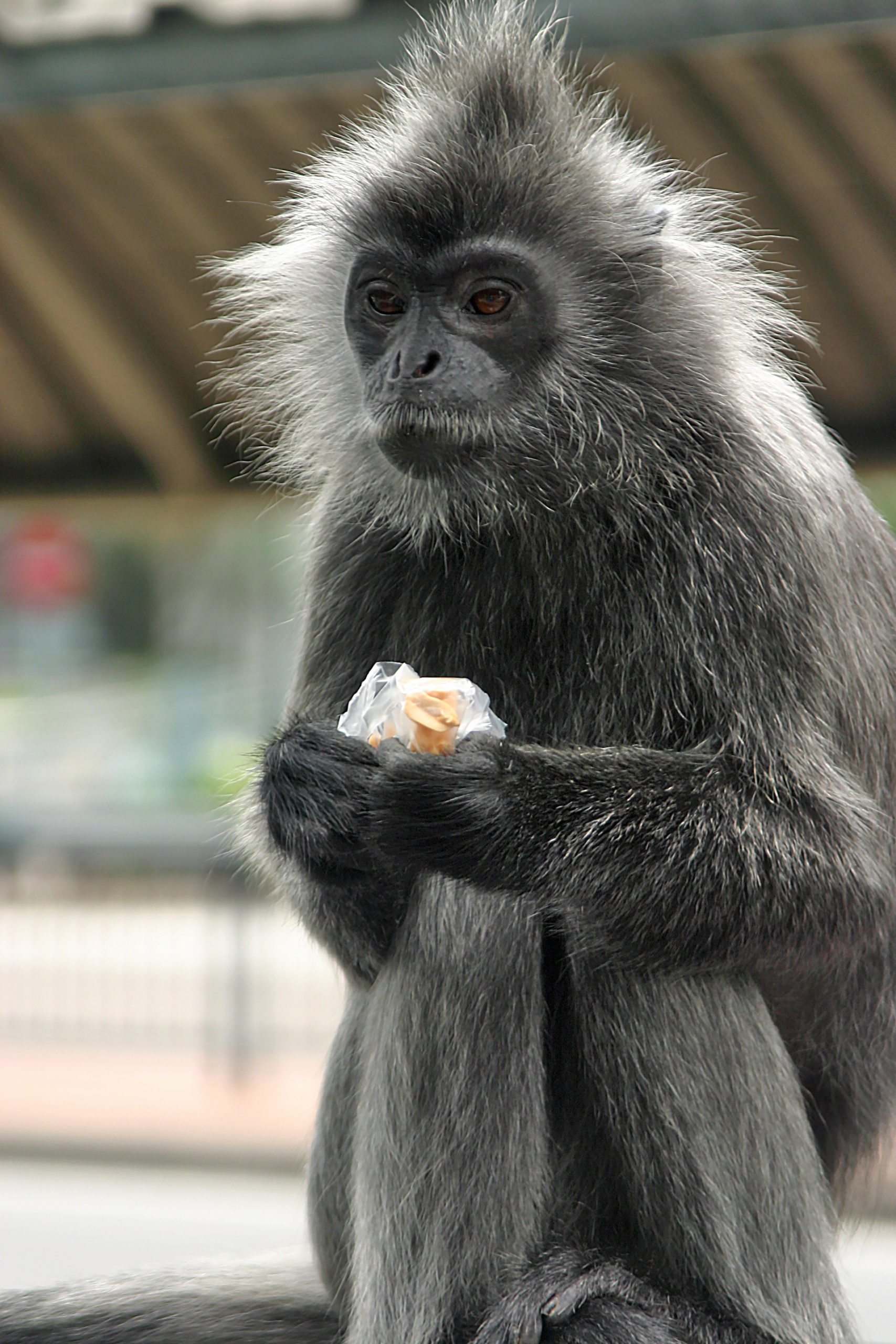 Macaque Kuala Lumpur Malaysia