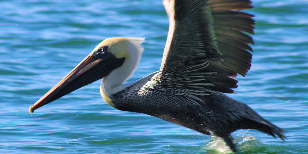 Brown Pelican