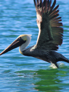 Brown Pelican