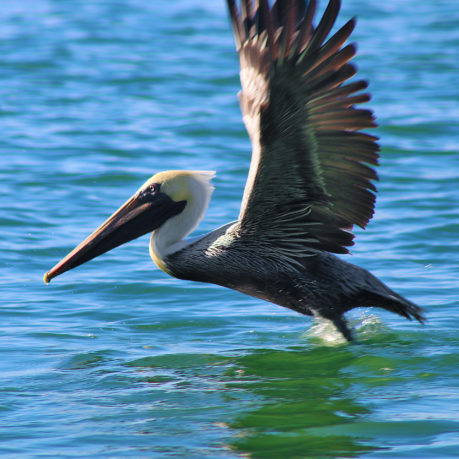 Brown Pelican