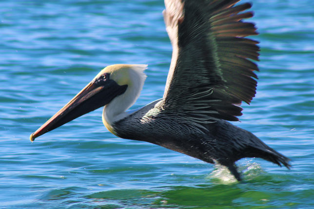 Brown Pelican