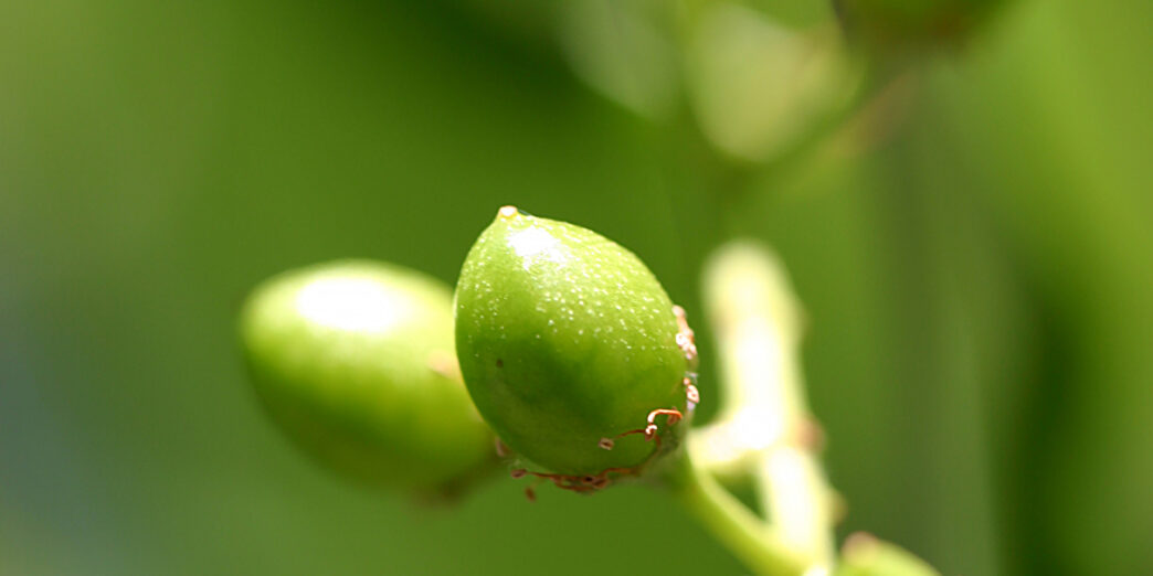 Tree Fruit of Some Kind