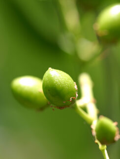 Tree Fruit of Some Kind