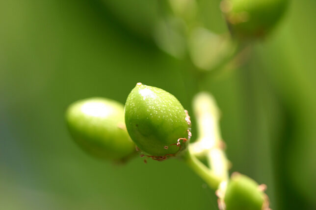 Tree Fruit of Some Kind