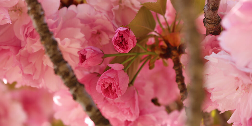 Cherry Blossoms Washington