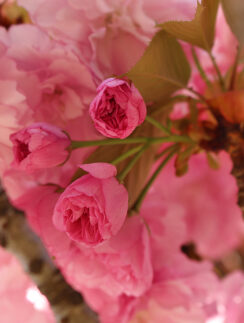 Cherry Blossoms Washington